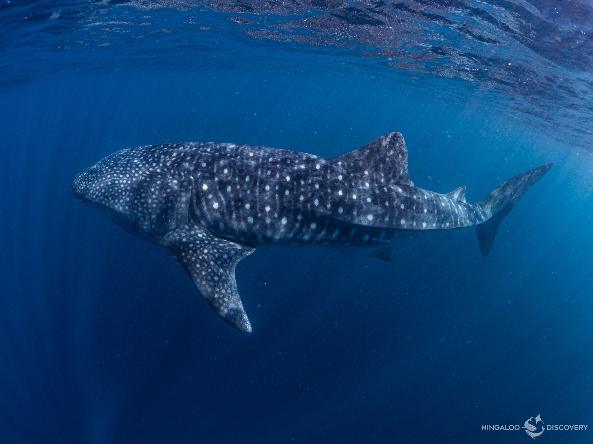 Day 17 - Ningaloo Around
