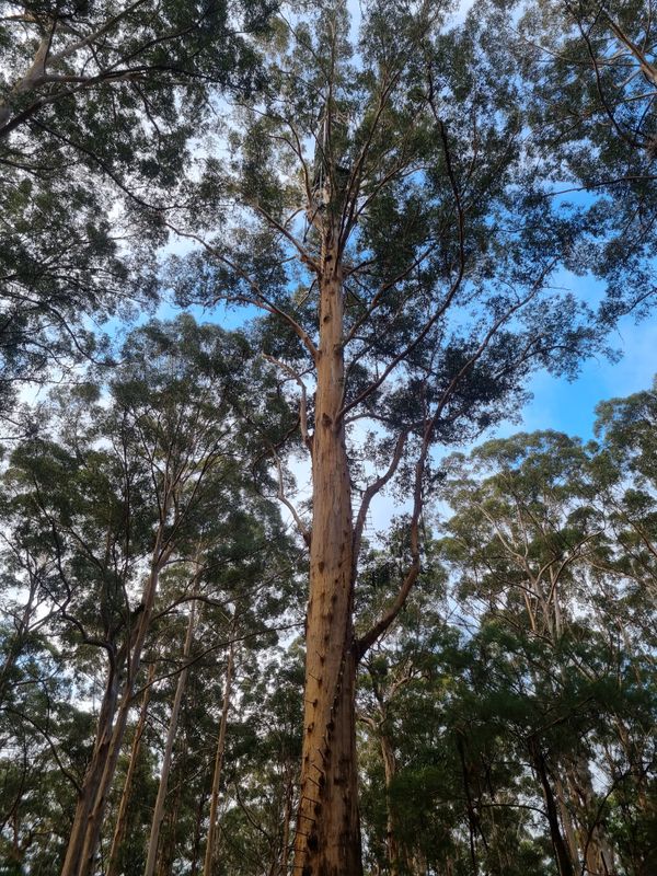 Day 27 - Margaret River to Pemberton