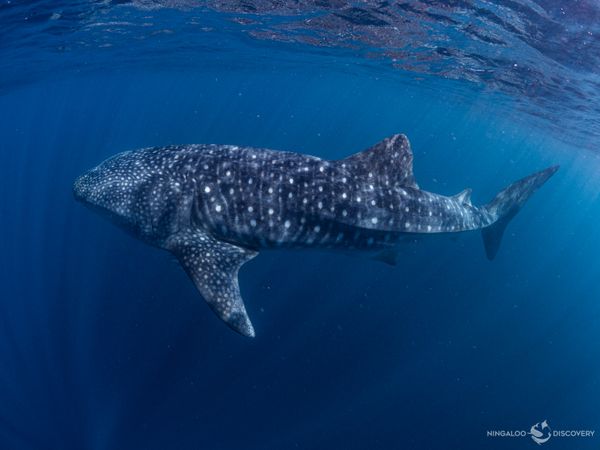 Day 17 - Ningaloo Around
